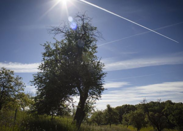 Hlasujte v ankete Európsky strom roka