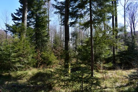Lesné porasty, obhospodarované štátnymi lesníkmi z LPM Ulič