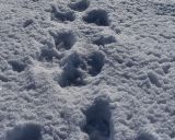 Vlčie stopy v snehu na Gemeri 