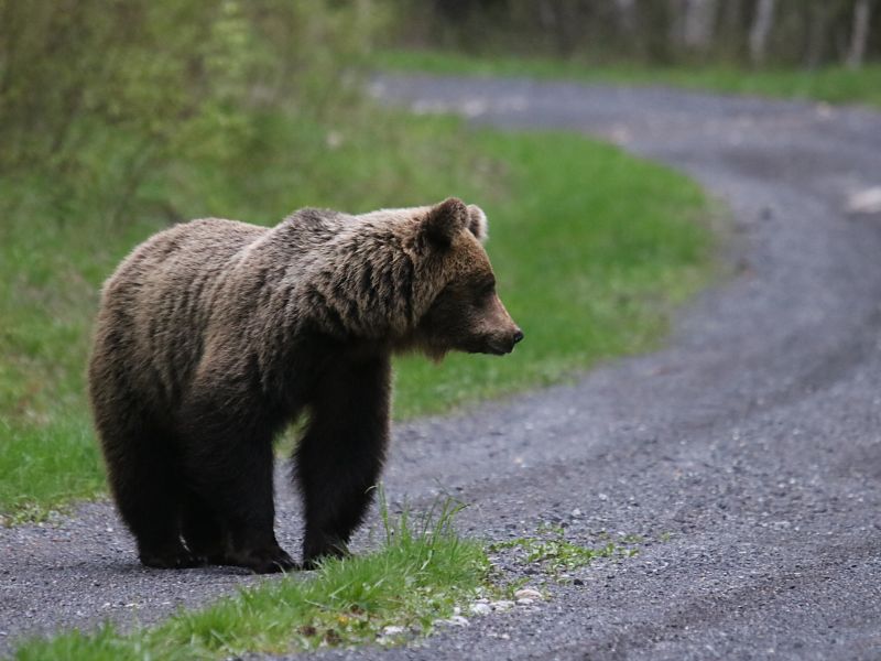 Ilustračné foto: Ing. Pavol Lenko 