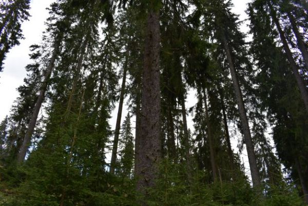 Ilustračn&eacute; foto Jozef Marko