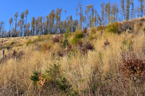 Matersk&eacute; porasty smrekovca a smrekovcov&eacute; zmladenie na kalamitn&yacute;ch ploch&aacute;ch 