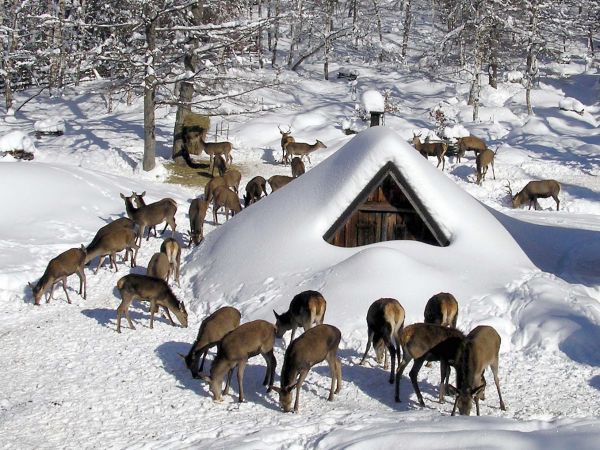 Zdroj: Internetov&aacute; str&aacute;nka Lesy ČR