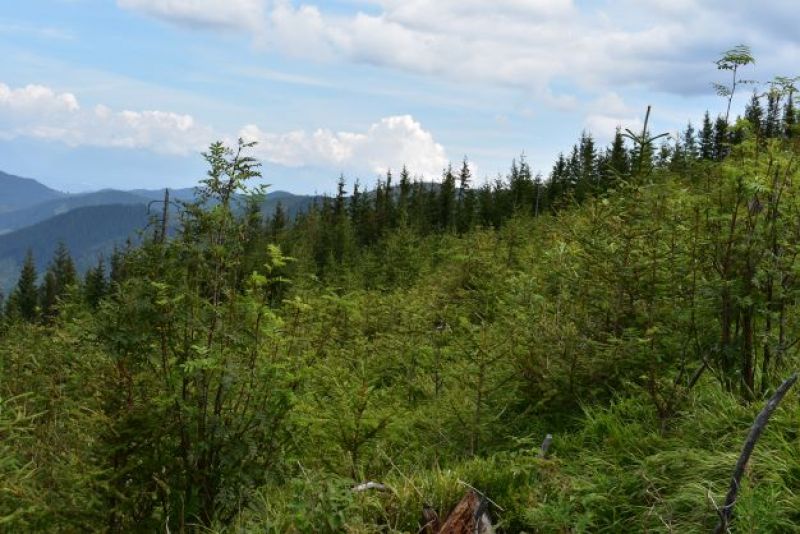 Obnovené kalamitné plochy nad Vyšnou Bocou v Nízkych Tatrách