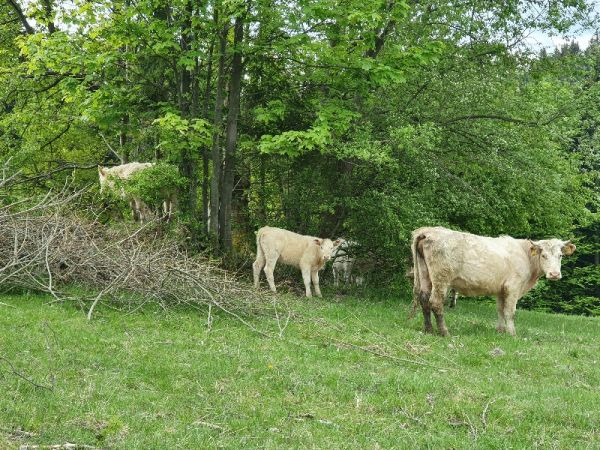 Ilustračné foto: Ing. Milan Ovseník