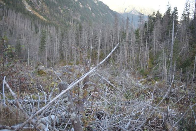 Bezzásah v Bielovodskej doline vo Vysokých Tatrách s odumretými smrečinami a následnou eróziou pôdy