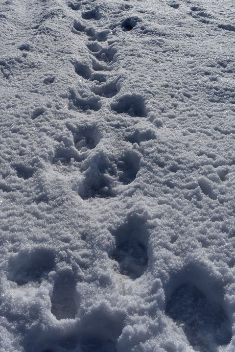 Vlčie stopy v snehu na Gemeri 