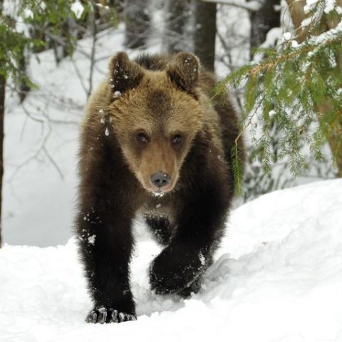 Medveď môže byť aktívny aj v zime 