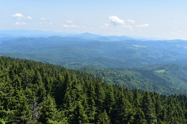 Pohľad na rozsiahle slovenské lesy z Poľany 