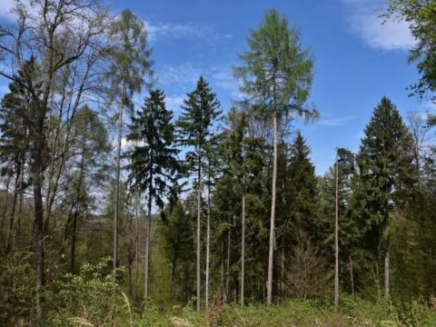 Zdroj: Internetová stránka VÚLHM 