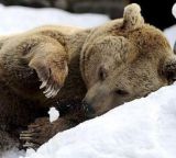 Medvede e&scaron;te ma&scaron;krtia