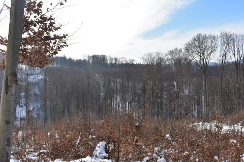 Prirodzené zmladenie buka na Polesí Čermeľ v Mestských lesoch Košice 