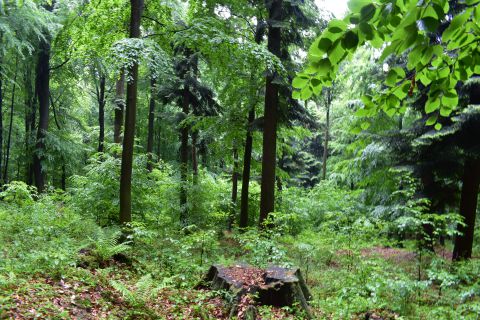 Lesnícky citlivo manažovaný porast v Čermeli, rozmanitý a krásny