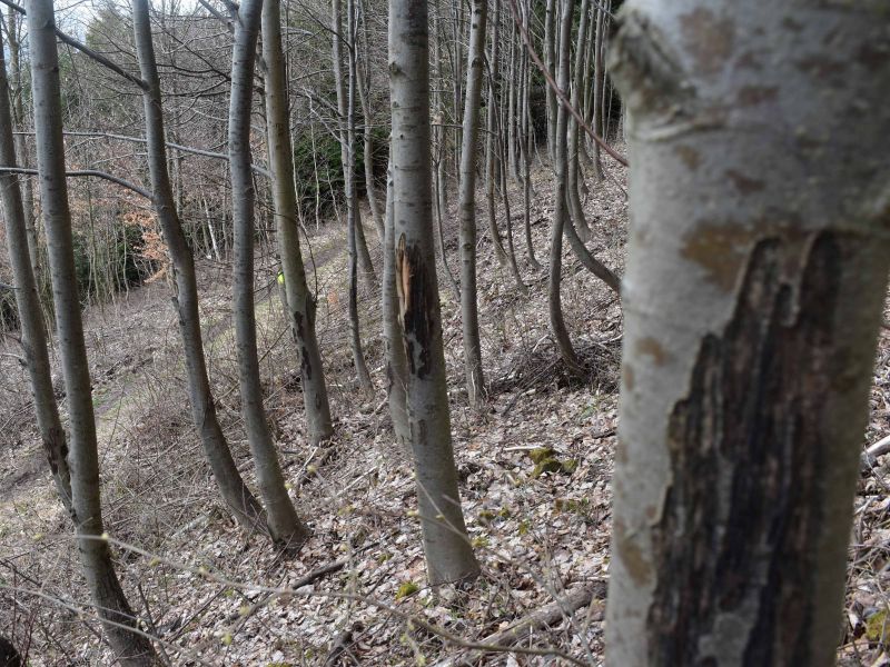 Názor: Rizikové faktory, určujúce pravdepodobnosť olupovania kôry a manažment vlkov, ktorý si vyžaduje právnu istotu, nie právnu paralýzu