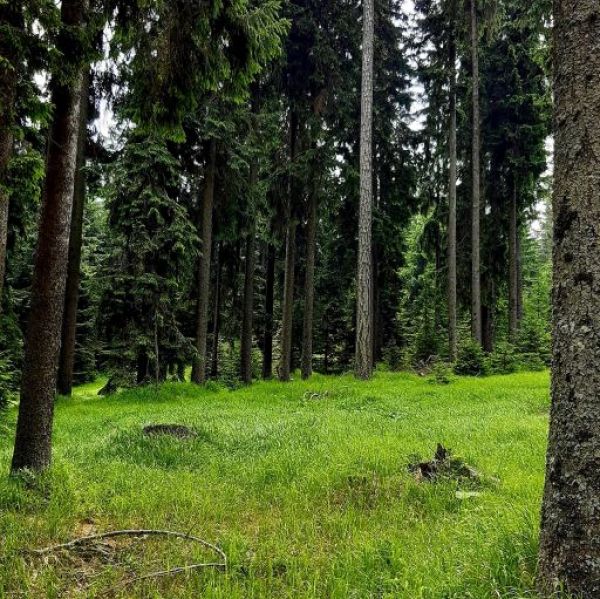 Uk&aacute;žka biotopu hluch&aacute;ňa na Mur&aacute;nskej planine 