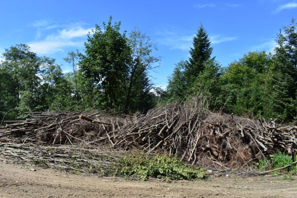 Biomasa ako obnoviteľný zdroj energie: Haluzina pripravená na zoštiepkovanie 