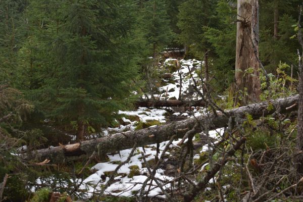 Po silnej&scaron;om vetre popadali such&aacute;re aj na turistick&yacute; chodn&iacute;k v Javorovej doline. E&scaron;teže ho po z&aacute;kaze ochran&aacute;rov ťažiť such&eacute; stromy pri chodn&iacute;ku lesn&iacute;ci pre verejnosť včas uzavreli