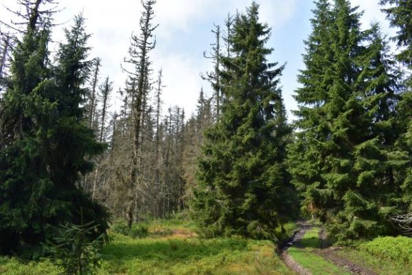 Vpravo od cesty zelen&yacute; porast Spi&scaron;sk&eacute;ho biskupstva. Vľavo such&aacute;re v poraste ponechanom napospas podk&ocirc;rnemu hmyzu