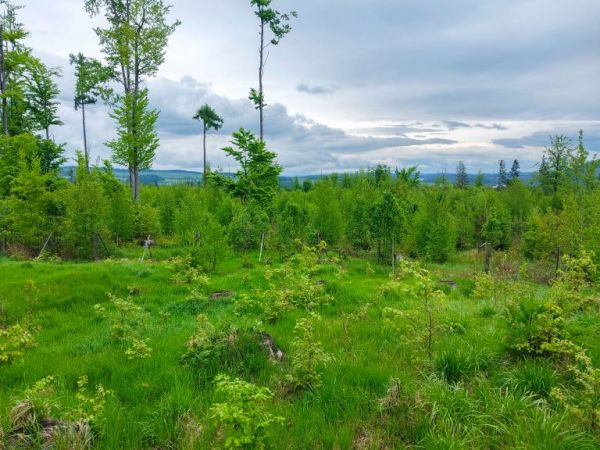 Obnovené kalamitné plochy