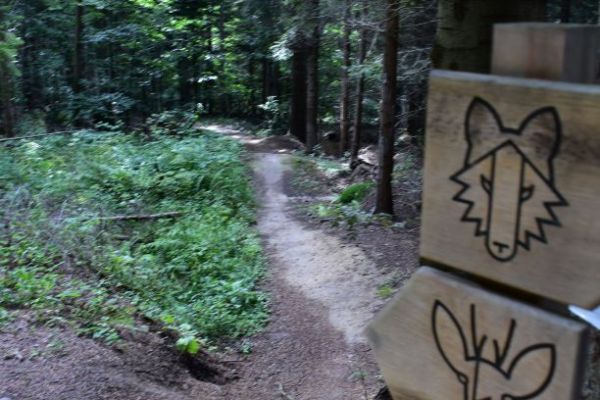 Singletrailov&aacute; trasa v Mestsk&yacute;ch lesoch Star&aacute; Ľubovňa 