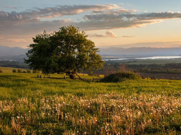 150 ročn&aacute; jabloň plan&aacute; pri Žiari na Liptove 