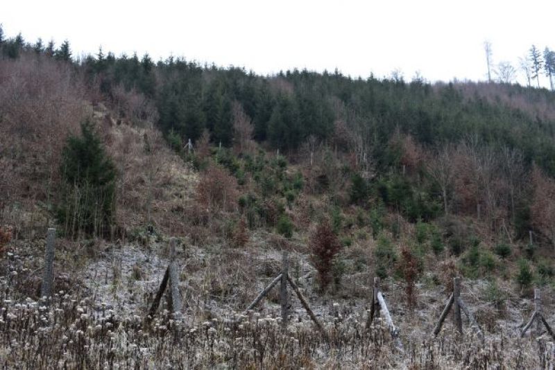 Oplôtkom chránená zalesnená plocha v Petrovskej doline v Javorníkoch 