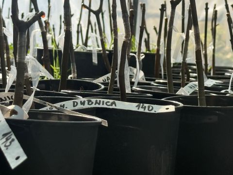 Zdroj: Internetová stránka LESY SR 