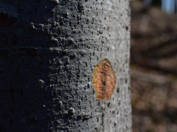 Ilustračné foto: Jozef Marko 