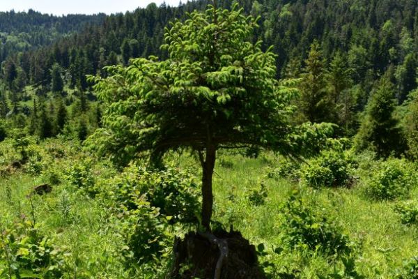 V Glasgowe vysadia počas desiatich rokov 18 mili&oacute;nov stromov