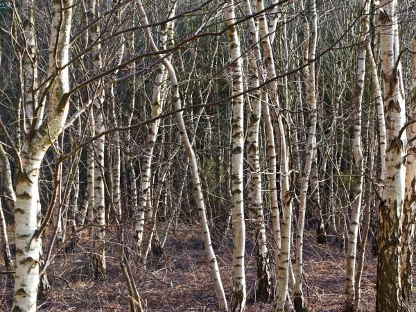 Zdroj: Internetová stránka VÚLHM 