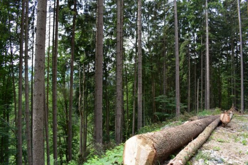 Urbárnici z Veličnej nie sú obmedzovaní ochranou prírody a včasným vyťažením aktívnych chrobačiarov dokážu v smrečinách zabezpečiť dostatočnú hygienu porastov