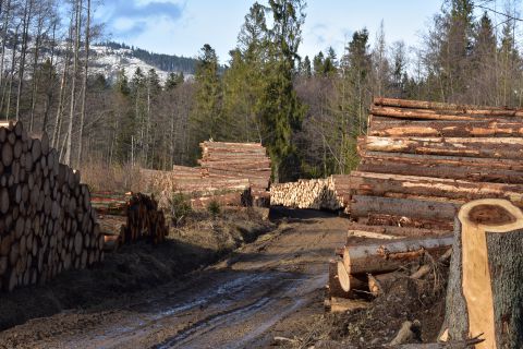 Spracované kalamitné drevo v štátnych lesoch po februárových víchriciach