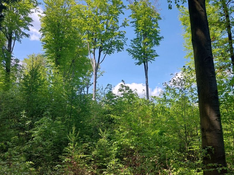 Zdroj: Internetová stránka Lesy ČR