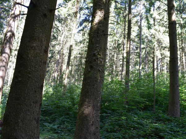 Ilustračné foto: Jozef Marko 