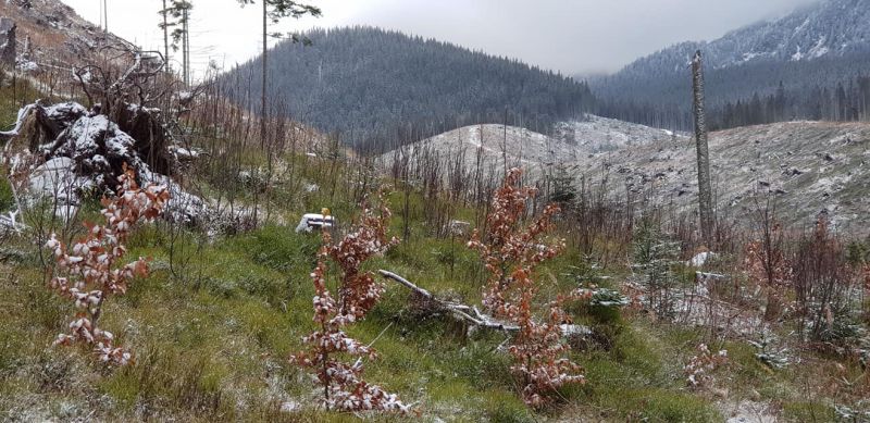 Obnovené kalamitné plochy v Širokej doline 