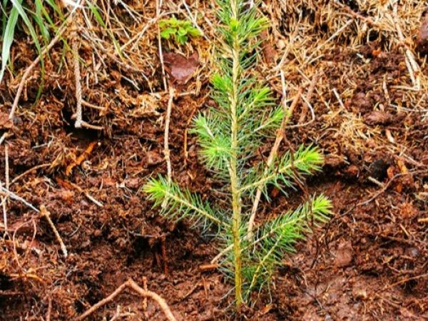 Zdroj: FB stránka LESY SR š. p. 