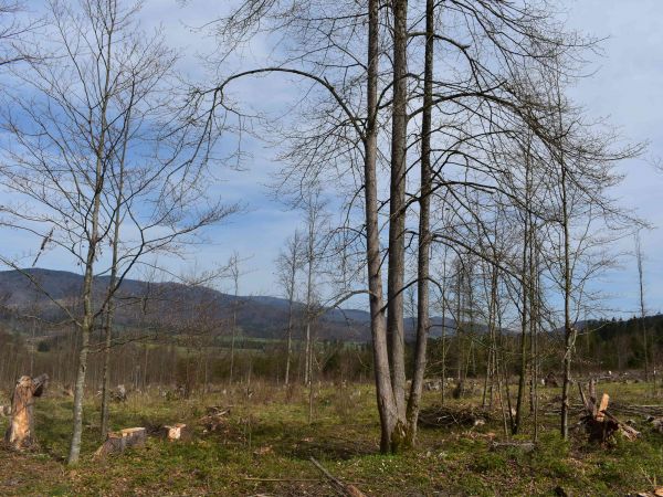 Obnovované kalamitné plochy pri Michalovej 