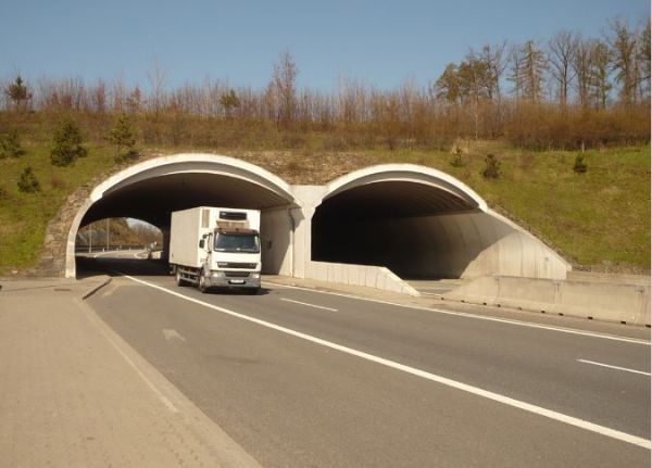 Pri plánovaní ciest treba myslieť na migrujúcu zver