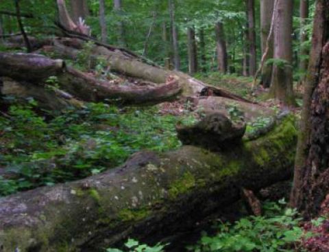 Bukové pralesy pod prísnejšou ochranou