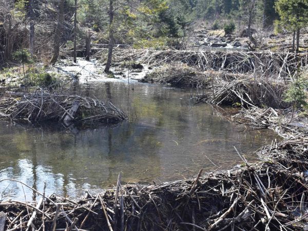 Bobria hrádza pri Tatranskej Javorine