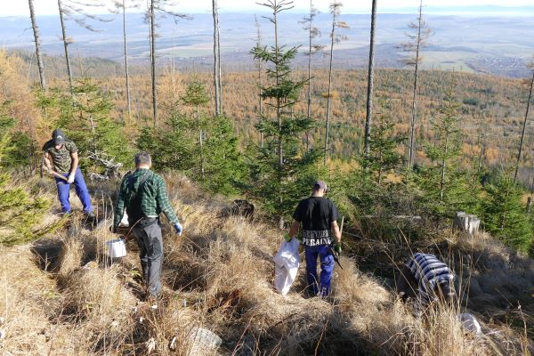 Jesenné zalesňovanie vo Vysokých Tatrách 
