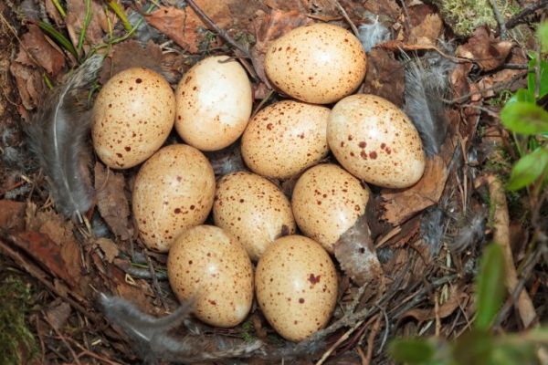 Hniezdo tetrova hoľniaka so znáškou 