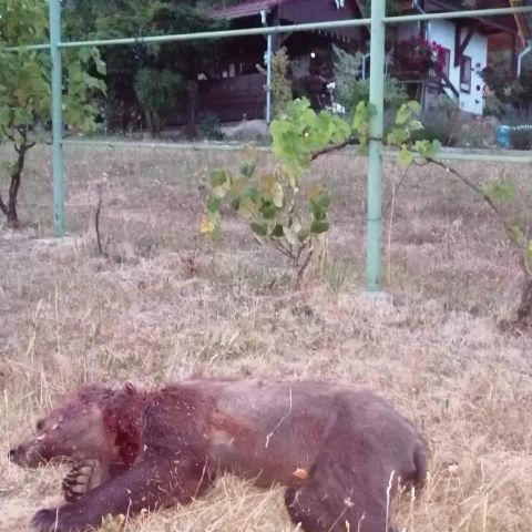 Zastrelený medveď v osade Iviny 