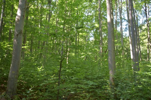 Ilustračné foto: Jozef Marko 