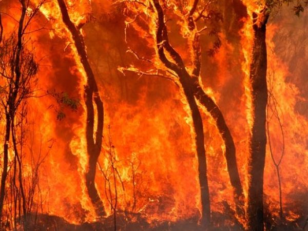 Ilustračné foto: archív Lesmedium.sk 