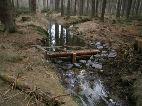 Drevený prah, zadržiavajúci vodu v lesnom poraste