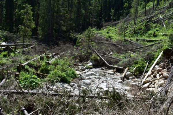 Dreva je v slovenských lesoch dostatok, ibaže v ochranárskom bezzásahu ostáva znehodnotené a nevyužité 