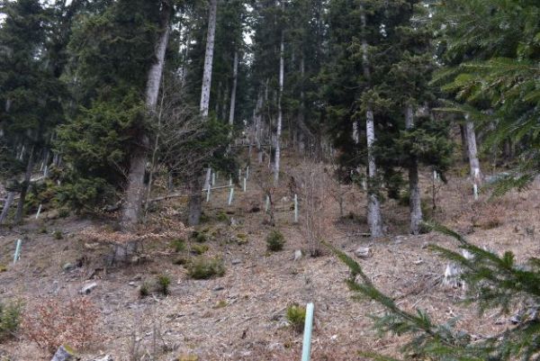 Ochrana saden&iacute;c buka v plastov&yacute;ch tubusoch 