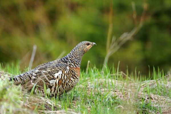 Sliepka hluch&aacute;ňa h&ocirc;rneho 