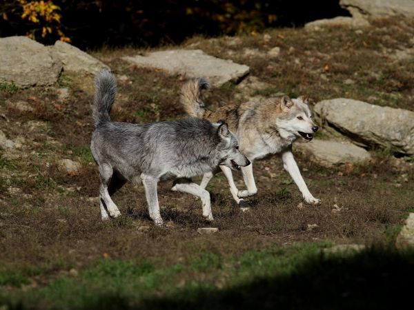 Ilustračné foto: Pixabay.com 